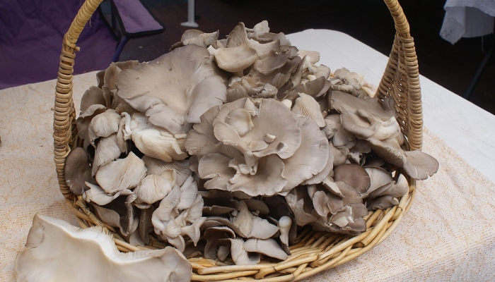 Integrated Mushroom Production Programme