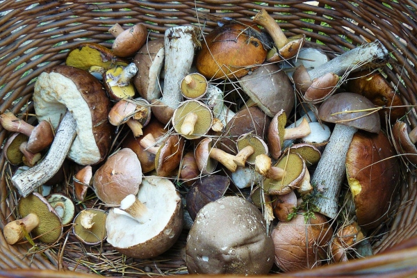 Integrated Mushroom Production Programme