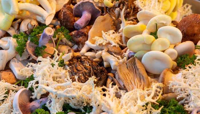 Integrated Mushroom Production Programme