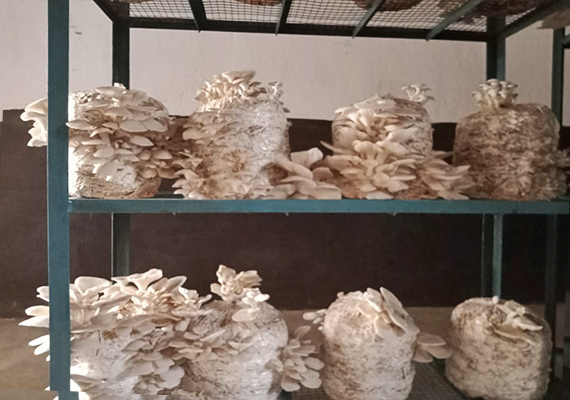 Integrated Mushroom Production Programme